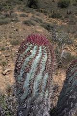 Euphorbia polygona