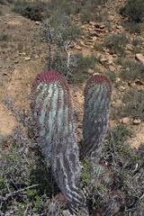 Euphorbia polygona