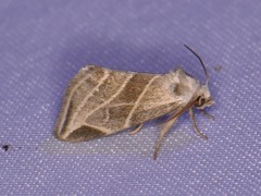 Plagiomimicus tepperi