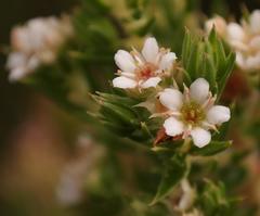 Diosma subulata