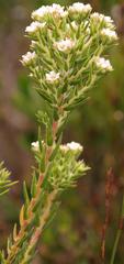 Diosma subulata