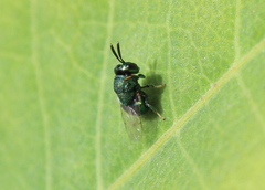 Perilampus hyalinus