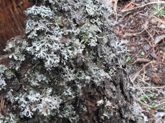 Pseudevernia furfuracea