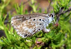 Lepidochrysops ketsi ketsi