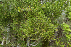 Halocarpus biformis