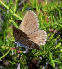 Lepidochrysops ketsi ketsi