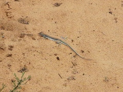 Meroles ctenodactylus