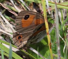 Pseudonympha magoides