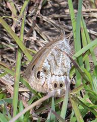 Pseudonympha magoides