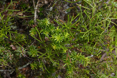Halocarpus biformis