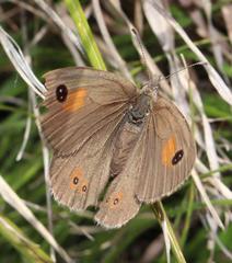 Pseudonympha paludis