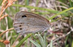 Pseudonympha paludis