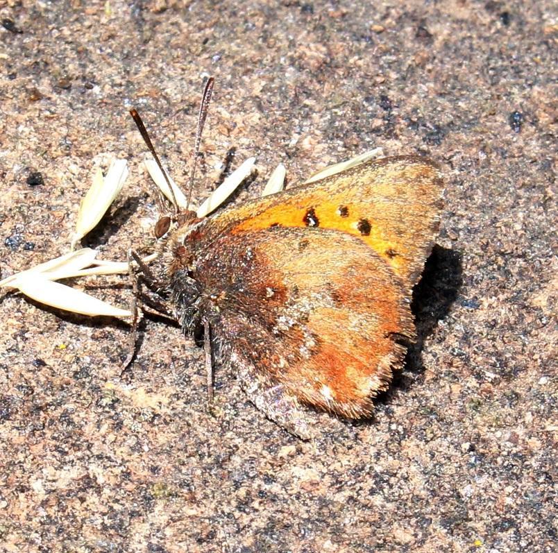 Oreas Copper