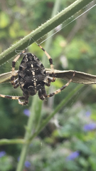 Araneus diadematus