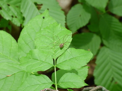 Leiobunum calcar