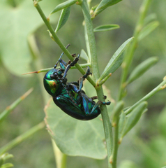 Chrysochares asiaticus
