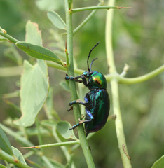 Chrysochares asiaticus
