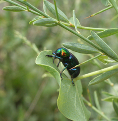 Chrysochares asiaticus