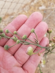 Erigeron bonariensis