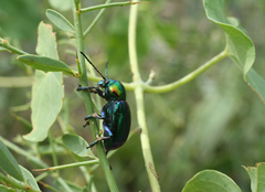 Chrysochares asiaticus
