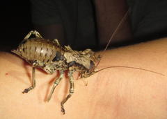 Enyaliopsis transvaalensis