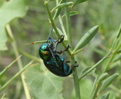 Chrysochares asiaticus