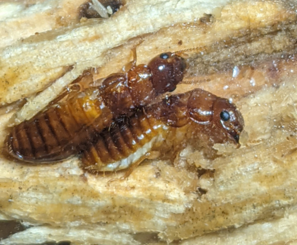 Neotermes jouteli
