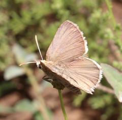 Crudaria wykehami