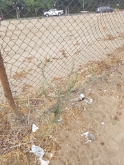 Erigeron bonariensis