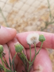 Erigeron bonariensis