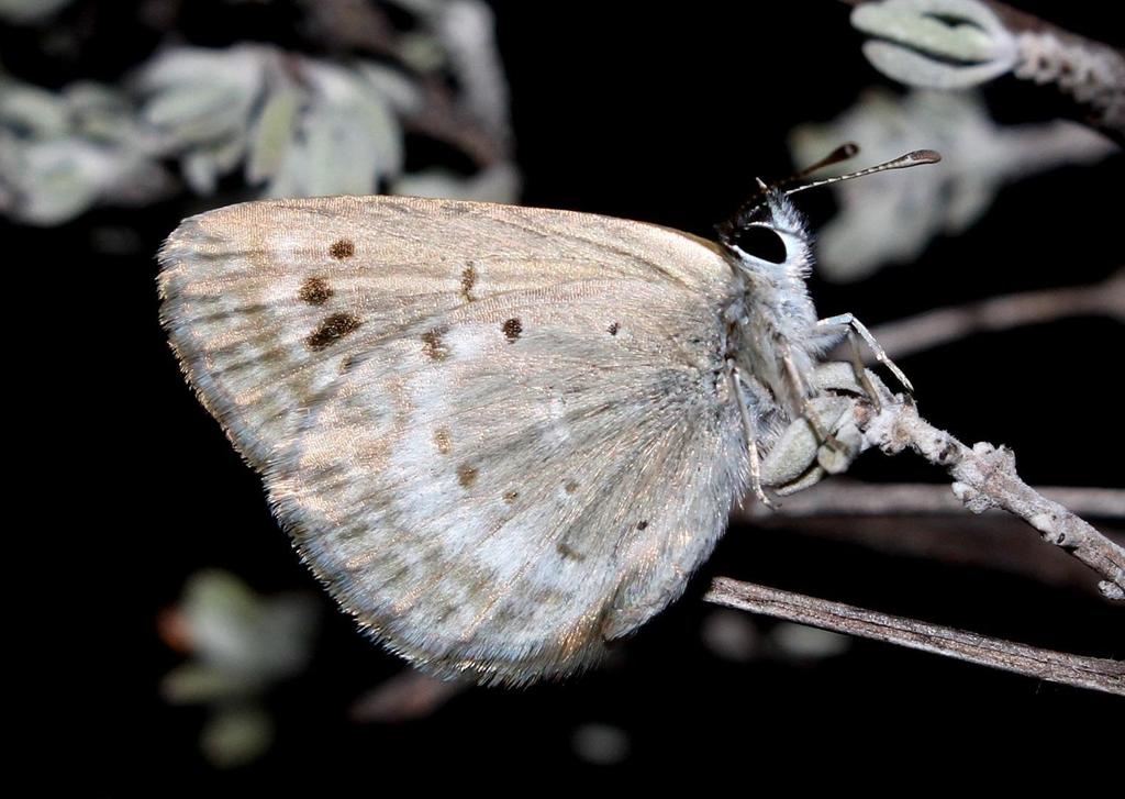 Orachrysops