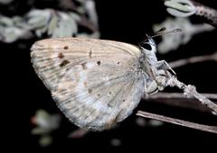 Orachrysops subravus