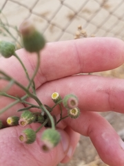 Erigeron bonariensis