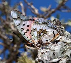 Charaxes jahlusa jahlusa