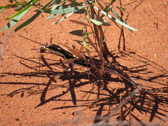 Ctenophorus isolepis