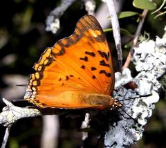 Charaxes jahlusa jahlusa