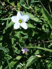 Oxalis caprina