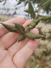 Quercus agrifolia