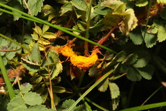 Phragmidium rosae-pimpinellifoliae