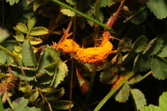 Phragmidium rosae-pimpinellifoliae