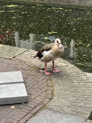 Alopochen aegyptiaca