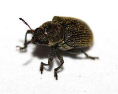 Pachnephorus