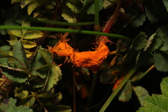 Phragmidium rosae-pimpinellifoliae