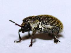 Pachnephorus