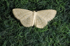 Scopula caricaria