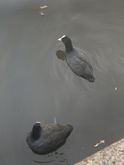 Fulica atra