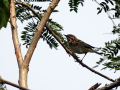 Phylloscopus reguloides