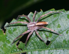 Neoctenus