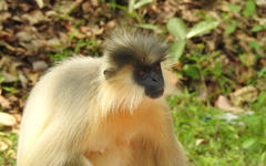 Trachypithecus pileatus