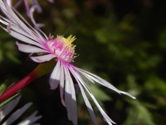 Lampranthus leptaleon